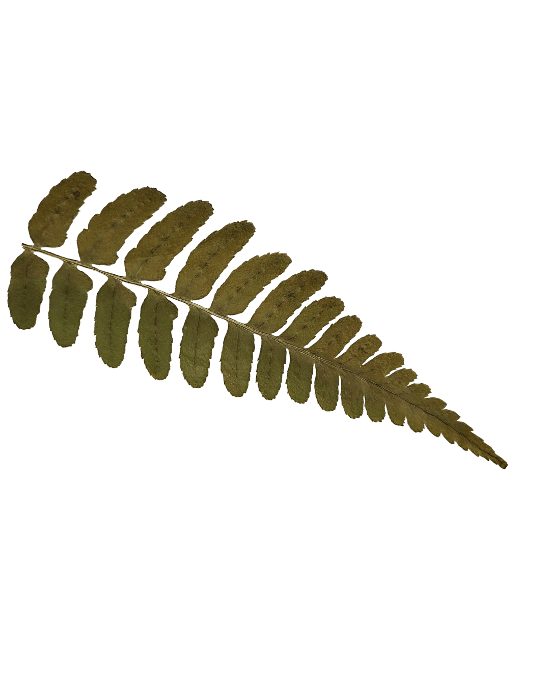 Projekt bez nazwy-81